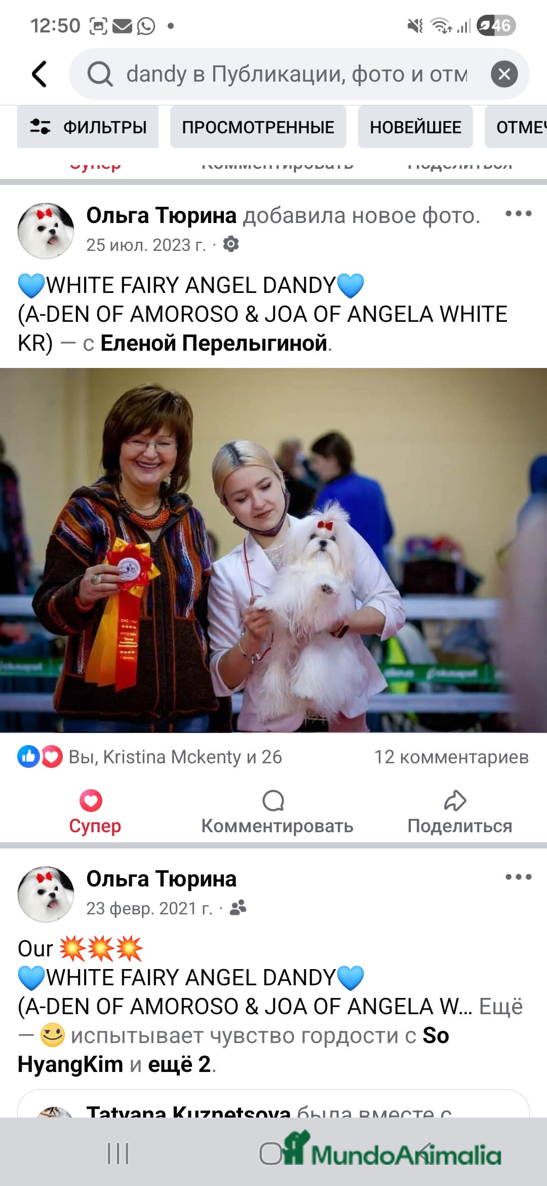 Bichón Maltés perros en venta: Bichon Maltese Coreano Asiático Puro mini - Imagen 5