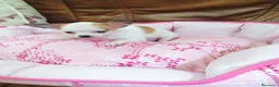 Chihuahua perros en venta: CHIHUAHUA TOY  - Anuncio 5