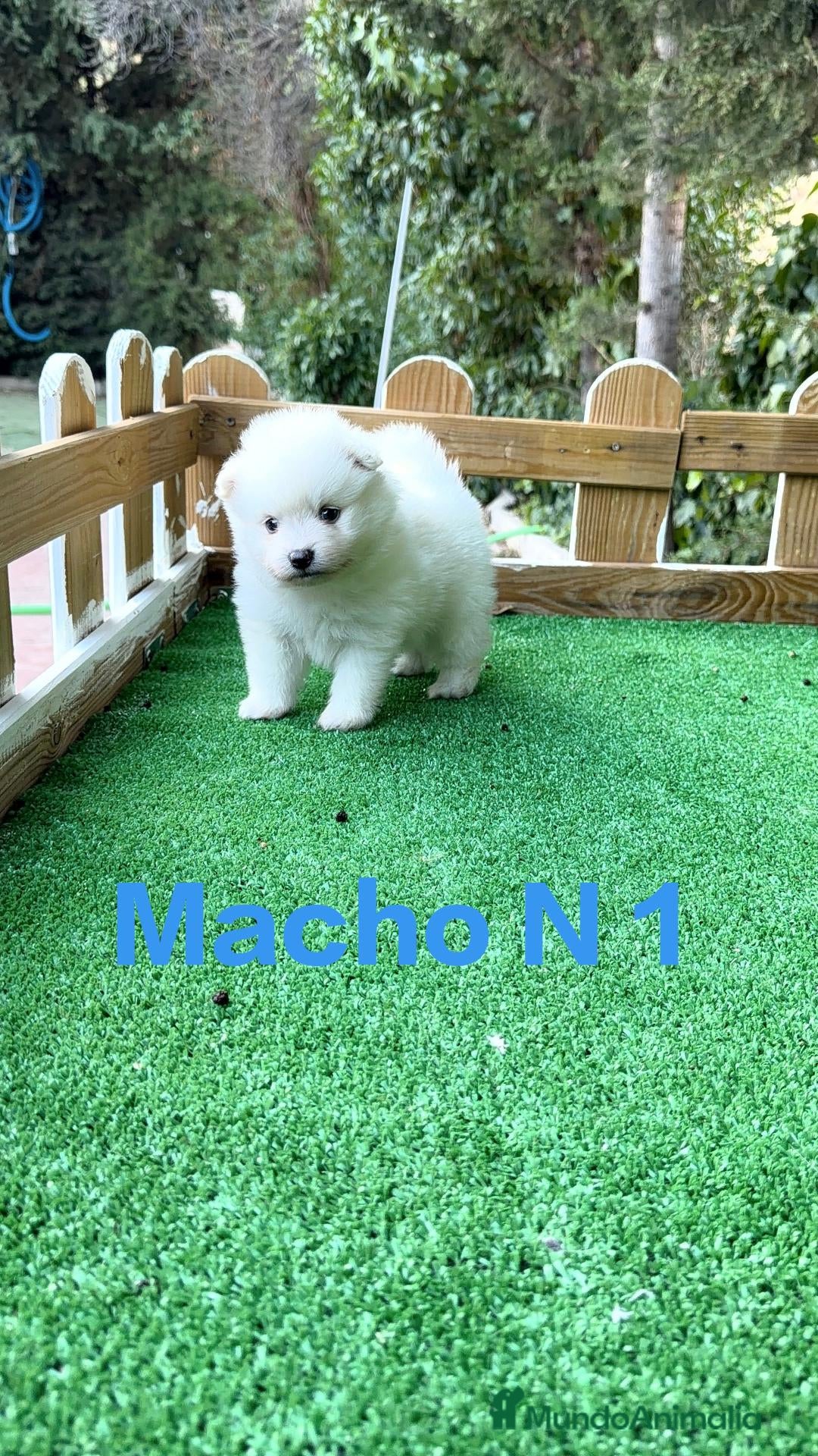 Pomerania perros Pomerania lulu osito peluditos Toy blancos  - Anuncio 1