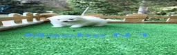 Pomerania perros en venta: Pomerania lulu osito peluditos Toy blancos  - Anuncio 1
