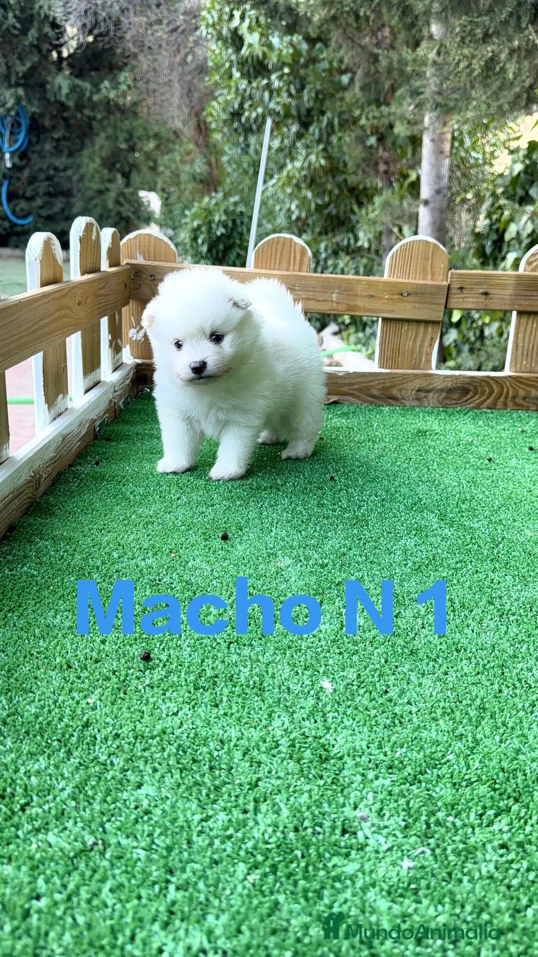 Pomerania perros en venta: Pomerania lulu osito peluditos Toy blancos  - Anuncio 1