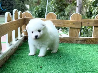 Pomerania perros Pomerania lulu osito peluditos Toy blancos - Anuncio 1