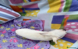 Chihuahua perros en venta: Increíble machito chihuahua tot - Imagen 14