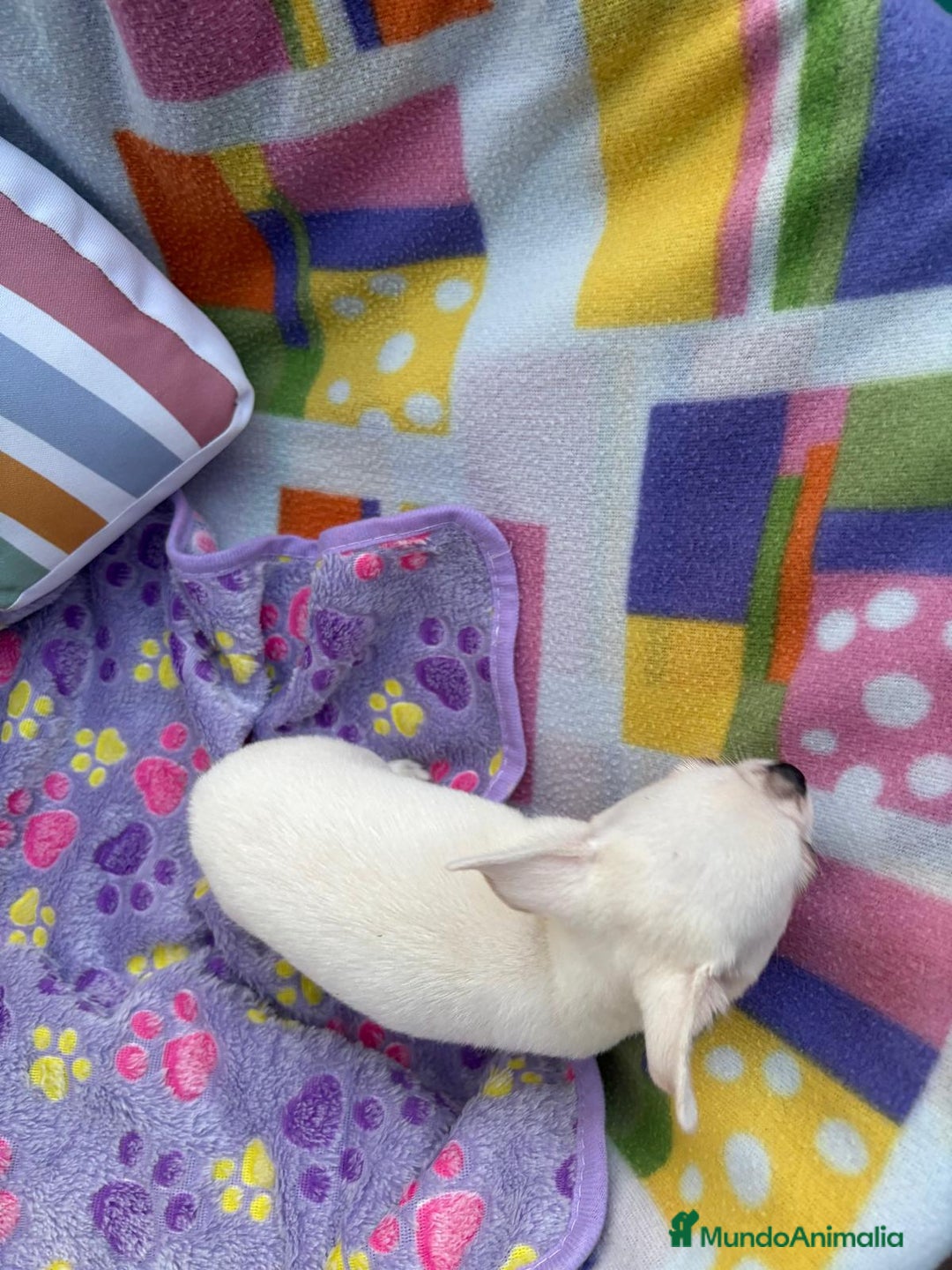 Chihuahua perros en venta: Increíble machito chihuahua tot - Imagen 14
