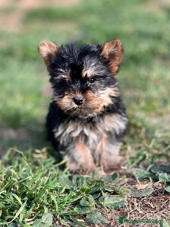 Yorkshire Terrier perros en Barcelona - Anuncio 4