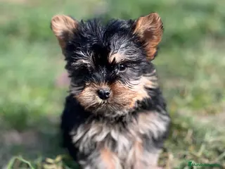 Yorkshire Terrier perros YORKSHIRE HEMBRA DISPONIBLE en Barcelona - Anuncio 4