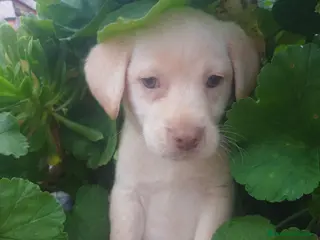 Labrador Retriever perros Labrador retriever hembra - Anuncio 3