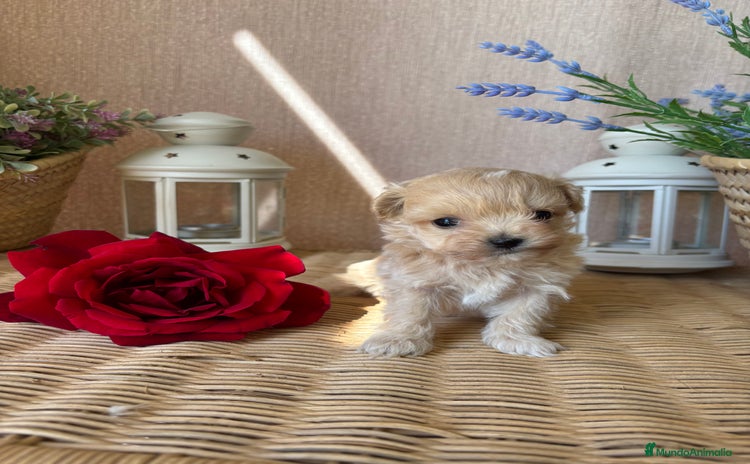 Maltipoo perros - Anuncio 2