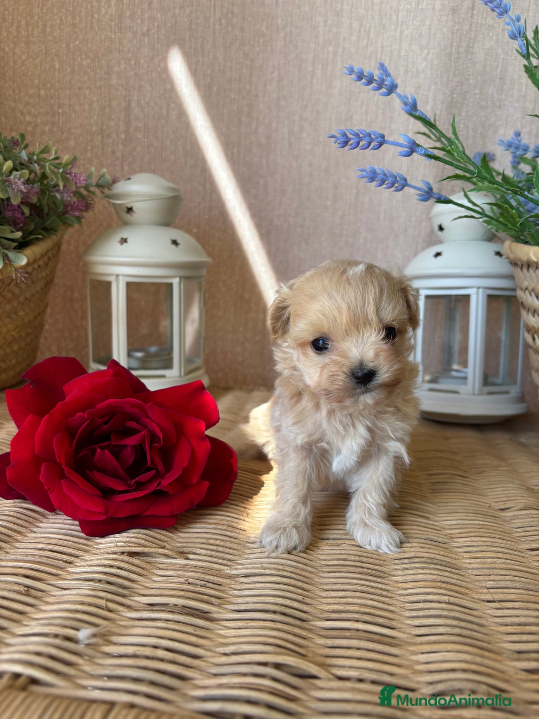 Maltipoo perros en venta: Maltipoo tacita de té, hembra disponible  - Imagen 1