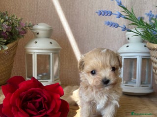 Maltipoo perros - Anuncio 17
