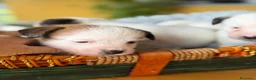 Jack Russell Terrier perros en venta: Cachorros de jack Russell disponibles - Anuncio 8
