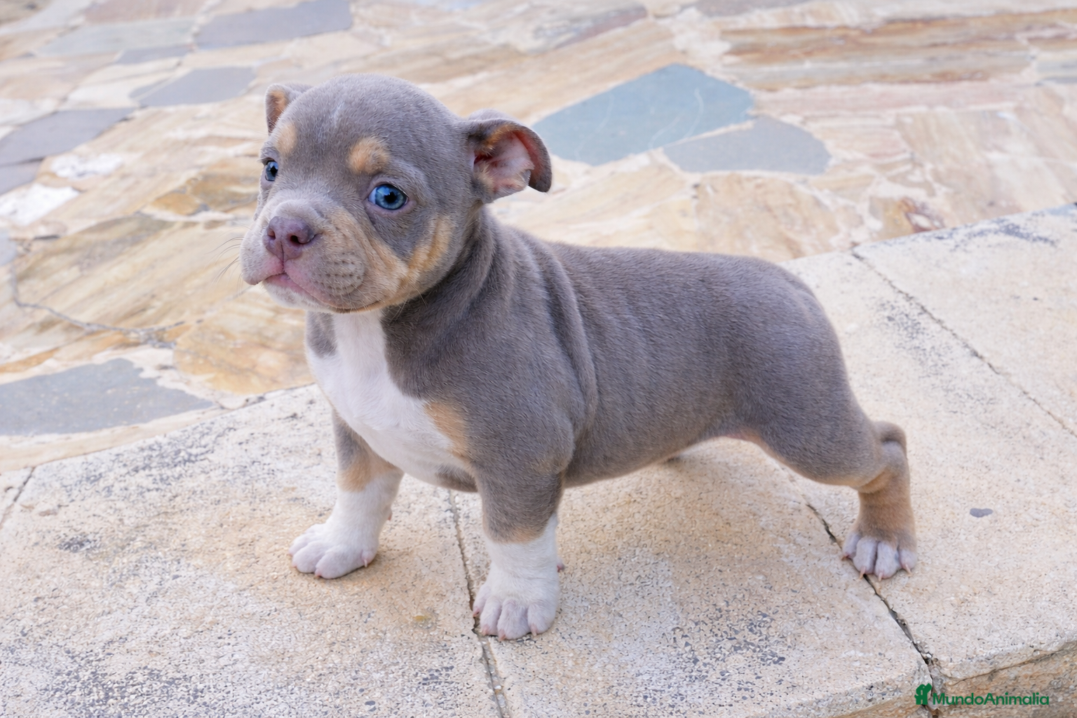 American Bully perros American Bully Pocket Exótic - Anuncio 21