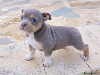 American Bully perros American Bully Pocket Exótic - Anuncio 21
