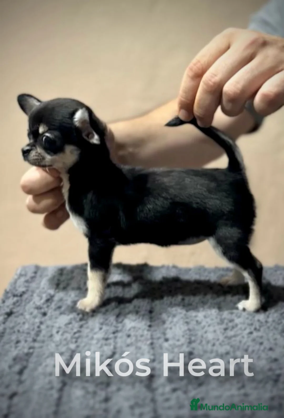 Chihuahua perros en venta: CHIHUAHUAS MACHO Y HEMBRA en Madrid - Anuncio 5