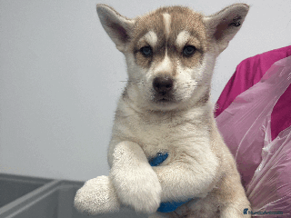 Husky Siberiano perros - Anuncio 12