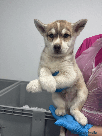 Husky Siberiano perros - Anuncio 1