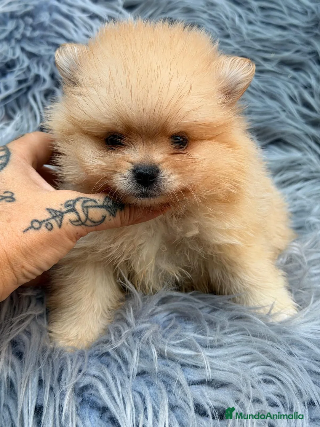Pomerania perros en venta: POMERANIA - Anuncio 1