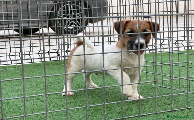 Jack Russell Terrier perros - Anuncio 12