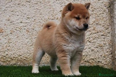 Shiba Inu perros shiba inu  - Anuncio 2