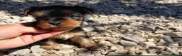 Yorkshire Terrier perros en venta: Yorkshire toy - Anuncio 1