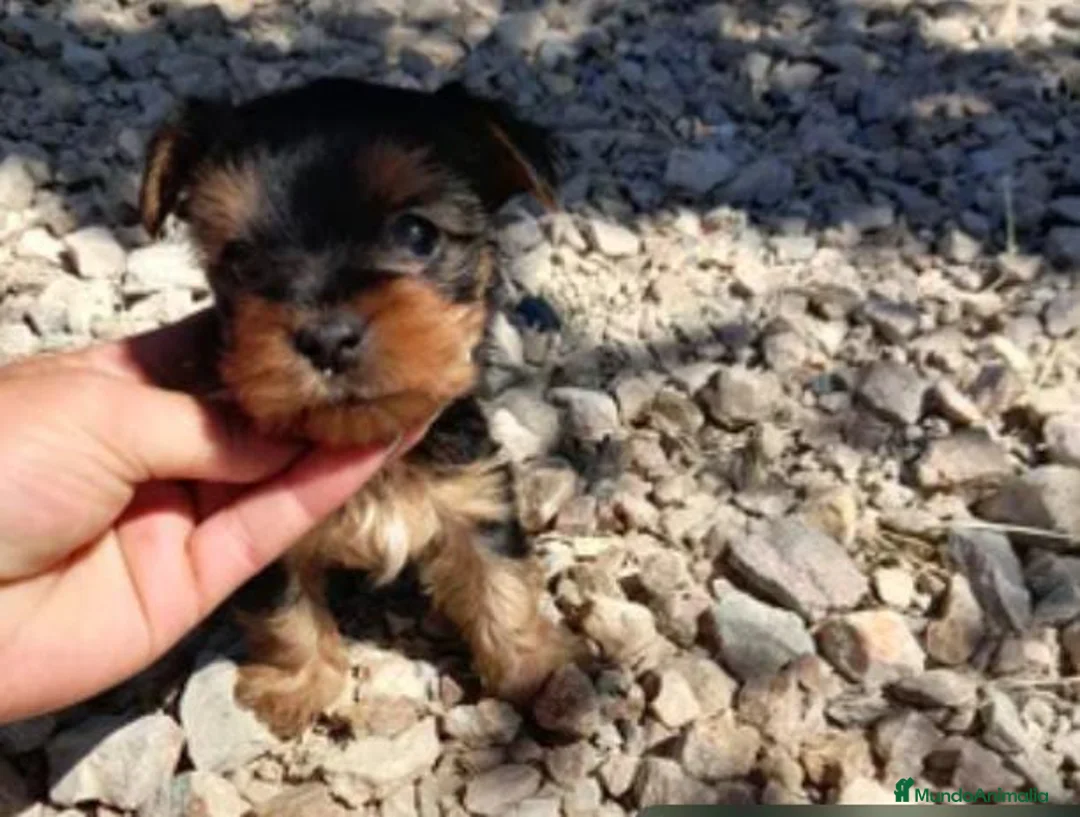 Yorkshire Terrier perros en venta: Yorkshire toy - Anuncio 1