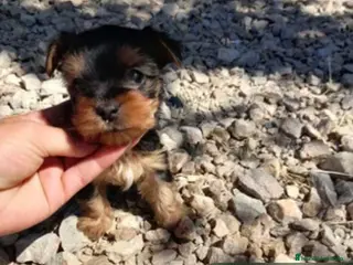 Yorkshire Terrier perros Yorkshire toy - Anuncio 1