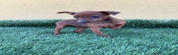 Pinscher Miniatura perros en venta: Machos y hembras Pinscher miniatura toy  - Anuncio 14