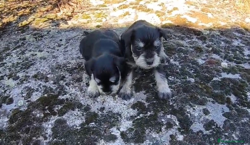 Schnauzer Miniatura perros en venta: Schnauzer, miniatura negro plata - Anuncio 2