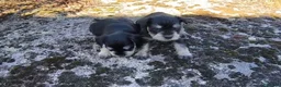 Schnauzer Miniatura perros en venta: Schnauzer, miniatura negro plata - Anuncio 1