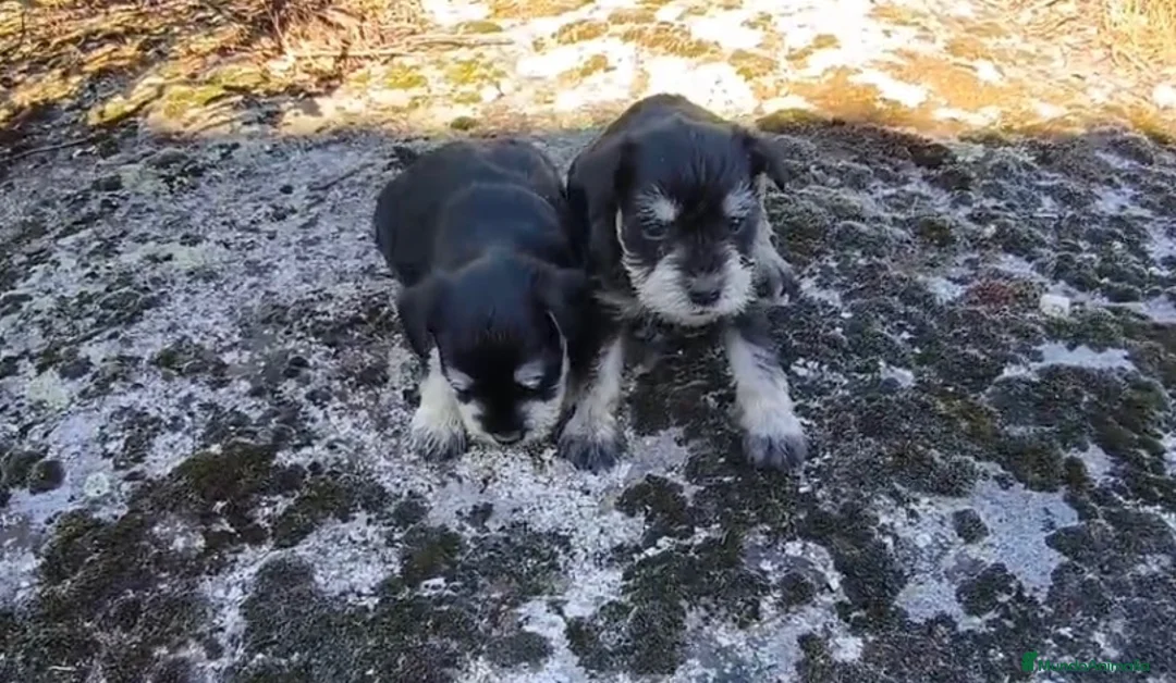 Schnauzer Miniatura perros en venta: Schnauzer, miniatura negro plata - Anuncio 1
