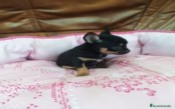 Chihuahua perros en venta: Chihuahua toy - Imagen 7