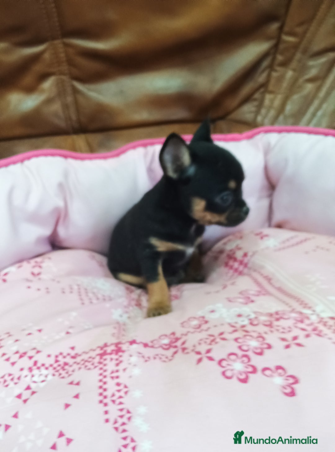 Chihuahua perros en venta: Chihuahua toy - Imagen 7