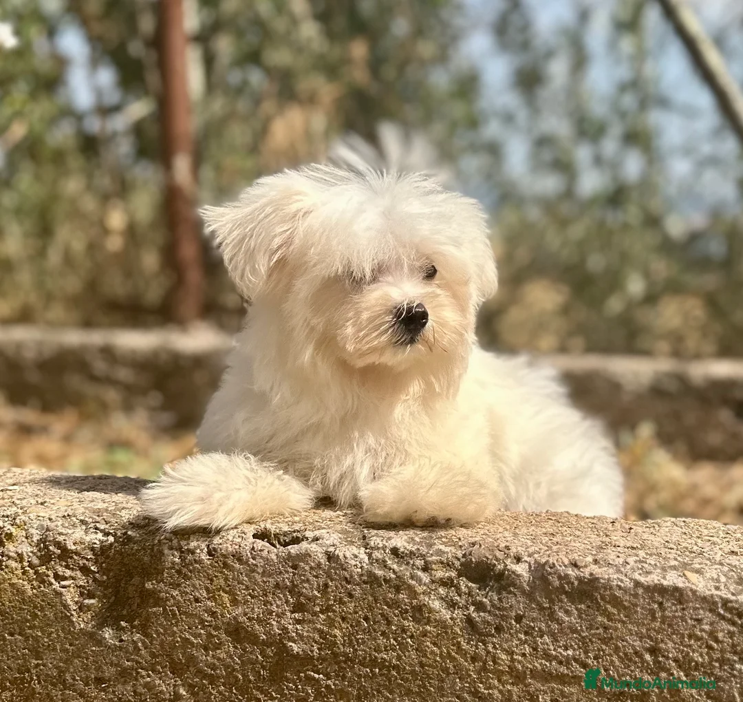 Bichón Maltés perros en venta: BICHÓN MATES LÍNEA AMERICANA - Anuncio 6