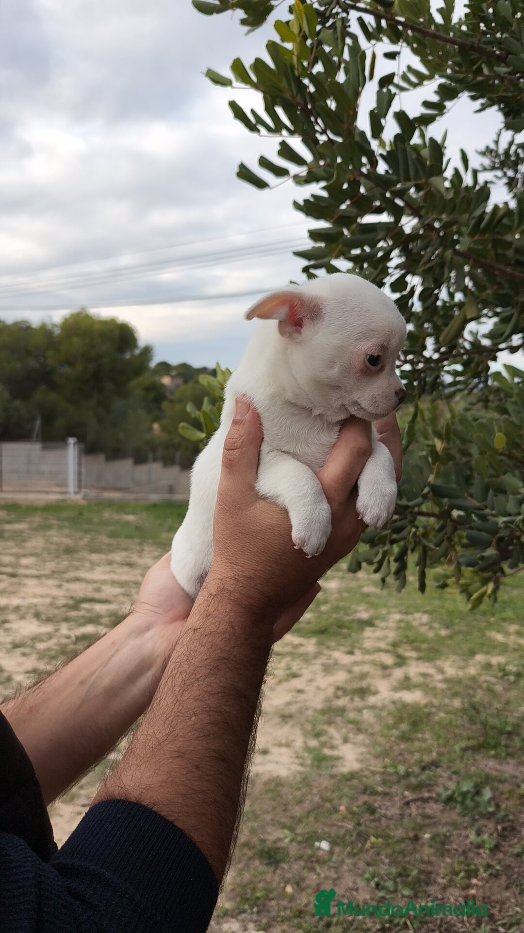 Chihuahua perros en venta: Chihuahua Blanco 🤍 Macho - Anuncio 2