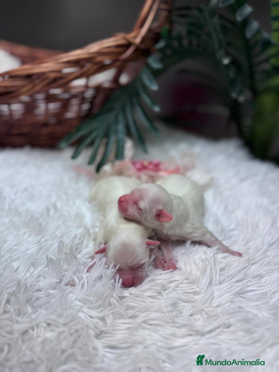 Bichón Maltés perros en venta: BICHON MALTES - Anuncio 8