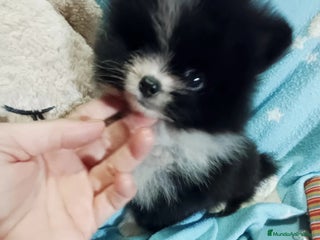 Pomerania perros - Anuncio 31