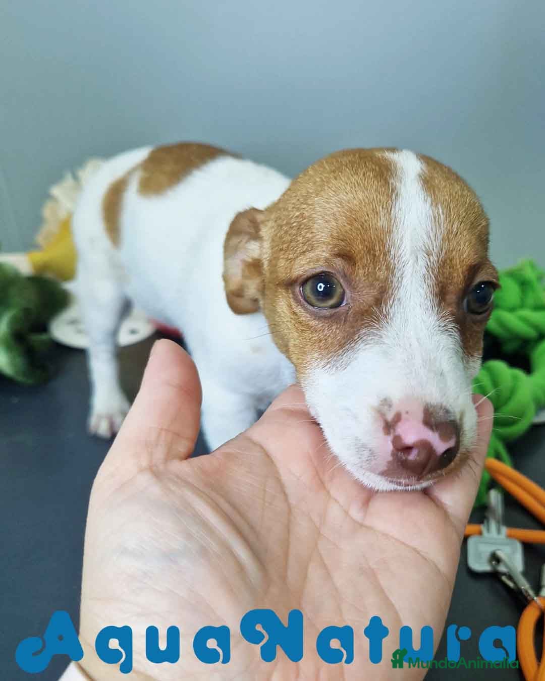 Jack Russell Terrier perros en venta: Jack Russel Hembra JMU 7731 AQUANATURA - Imagen 2