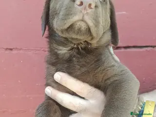 Labrador Retriever perros Labrador retriever dorado y chocolate disponible - Anuncio 15