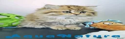 Británico de Pelo Largo gatos en venta: Scottish Straight Longhair Hembra 1852 AQUANATURA - Anuncio 7