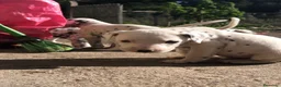 Dálmata perros en venta: Cachorros de dálmata🐶🐾 - Anuncio 4