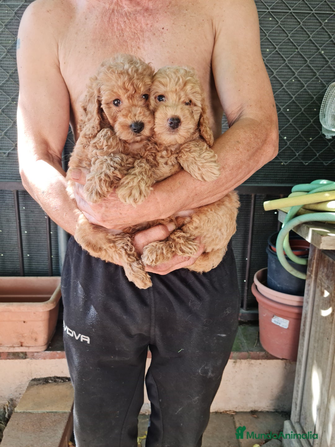 Caniche Toy perros en venta: Caniche toy - Imagen 10