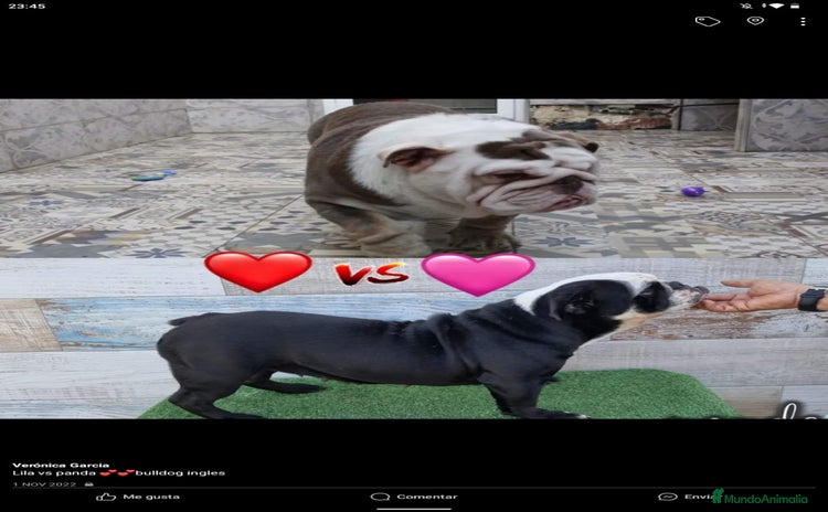 Bulldog Inglés perros - Anuncio 1