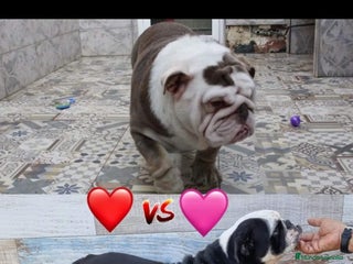Bulldog Inglés perros - Anuncio 4