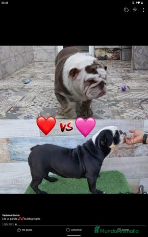 Bulldog Inglés perros - Anuncio 4