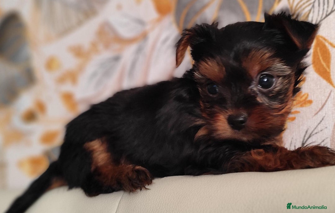 Yorkshire Terrier perros en venta: Yorkshire terrier toy - Anuncio 5