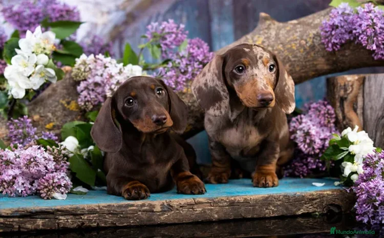 Teckel Miniatura perros - Anuncio 10