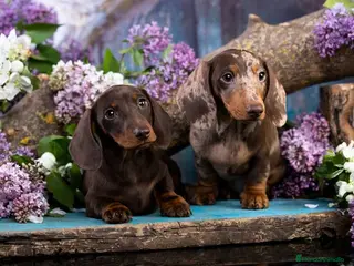 Teckel Miniatura perros TECKEL CORDOBA - Anuncio 31