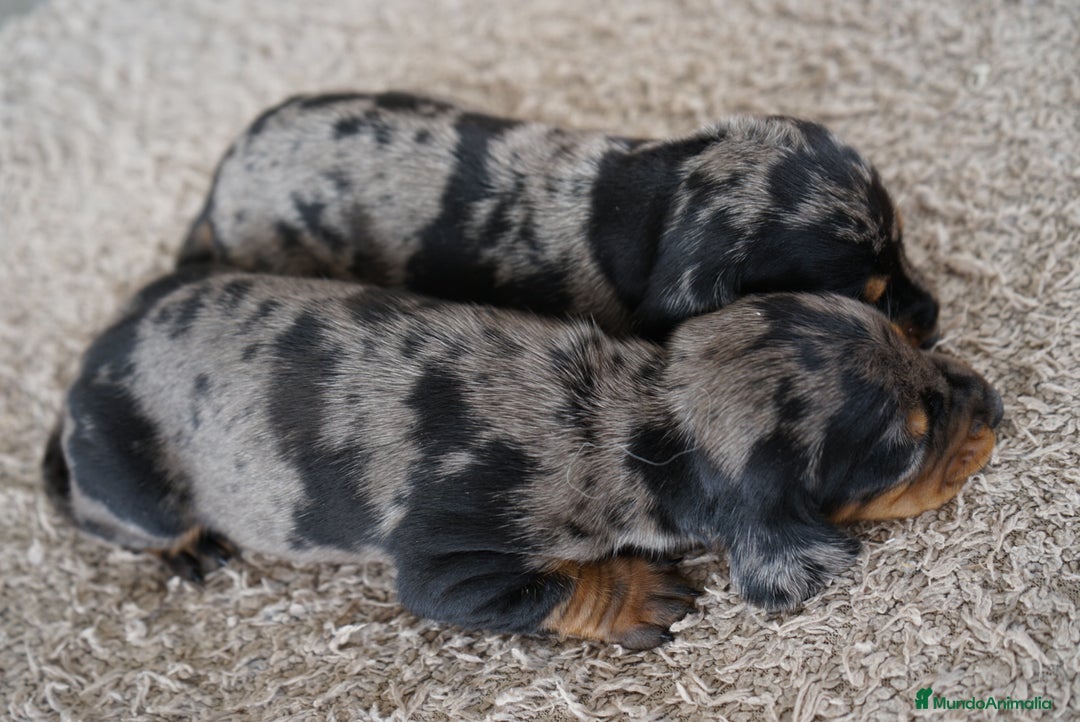 Teckel Miniatura perros en venta: 🐾 Delfina y Fina – Teckel miniatura 🐾 - Imagen 1