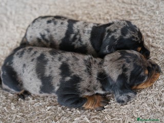 Teckel Miniatura perros - Anuncio 34