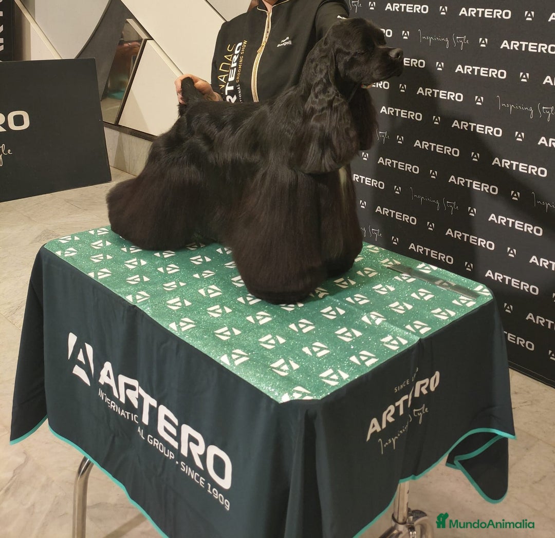 Cocker Spaniel Americano perros en venta: Cocker Americano de Carfi - Anuncio 3